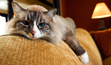 pet friendly hotels in Piegon Forge, TN, dog friendly Pigeon Forge hotels
